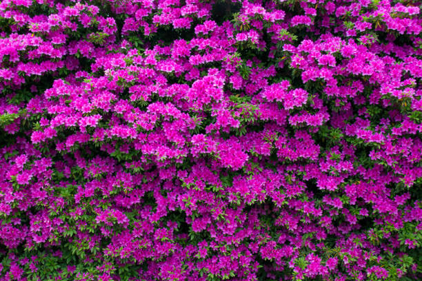 istock A flower of azalea in full bloom 954030128