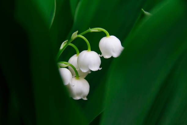 istock Pure white beautiful lily of the valley 954030146
