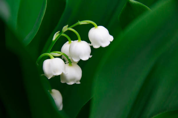 istock Pure white beautiful lily of the valley 954030150