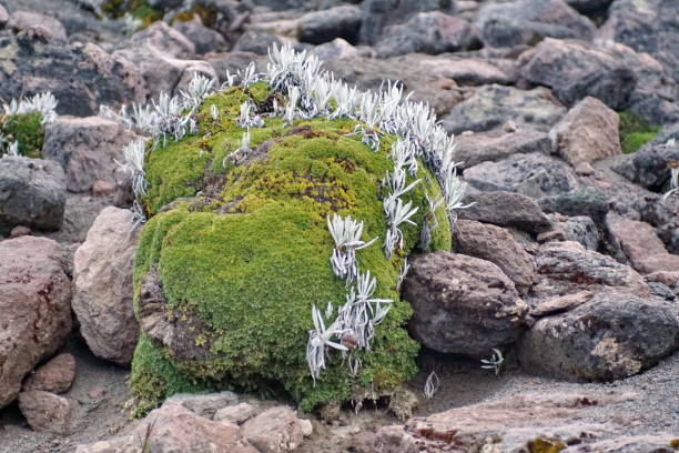 istock High altitude plants on Cayambe Volcano 954030726