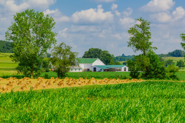 gospodarstwo ohio z wiosenną uprawą kukurydzy (p) - farm barn landscape ohio zdjęcia i obrazy z banku zdjęć