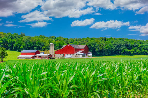 istock Indiana farm with sprintime corn crop (P) 954034412