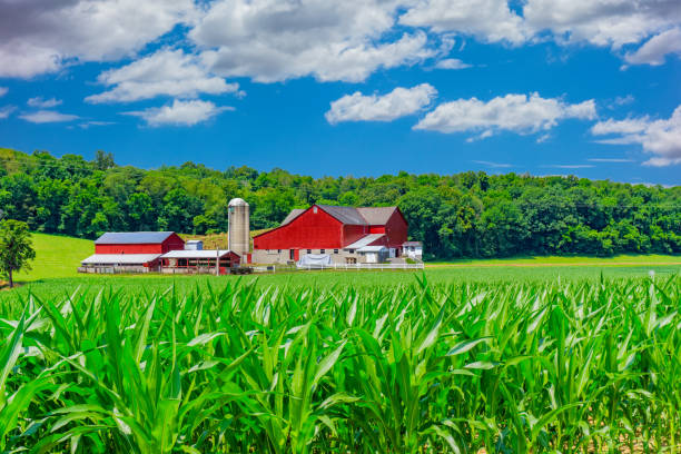 Indiana farm with sprintime corn crop (P) adventure travel; springtime adventure; rural midwest USA; rustic barn; new beginning, red barn indiana photos stock pictures, royalty-free photos & images