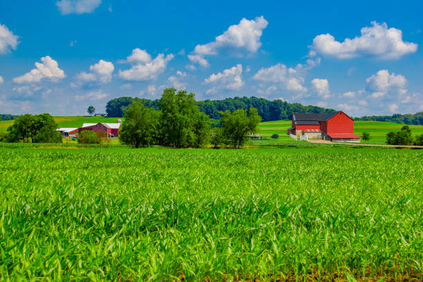 gospodarstwo ohio z wiosenną uprawą kukurydzy (p) - farm barn landscape ohio zdjęcia i obrazy z banku zdjęć