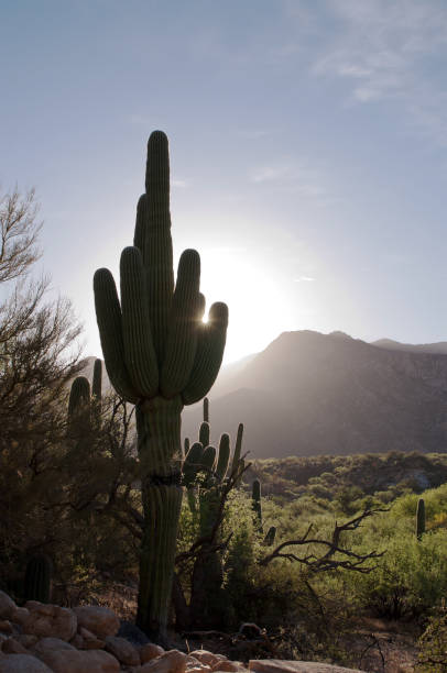 istock A silhouetted saguaro cactus in the morning sun 954034484