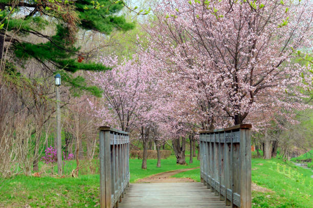 istock Bridge of cherry and wood 954035128