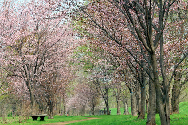 istock Bridge of cherry and wood 954035432