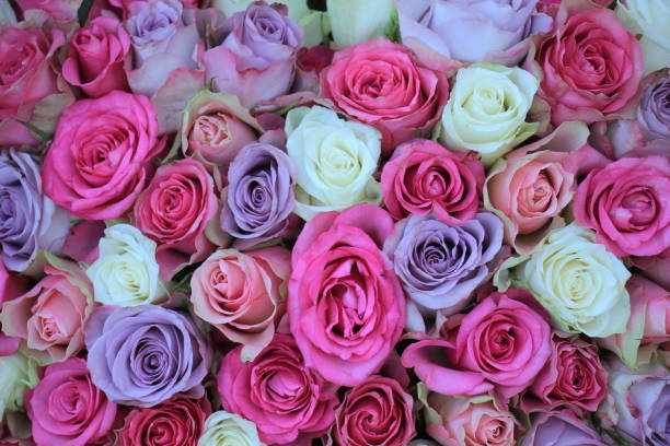 istock pink and purple mixed wedding roses 954035582