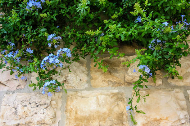 istock colors of Israel 954035680
