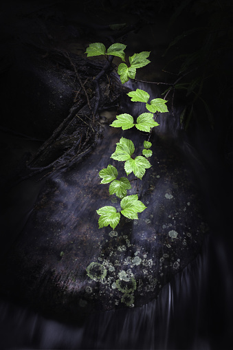 Lush vegetation growing over a cool mountain stream