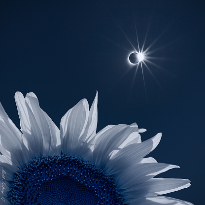 Sunflower during total eclipse