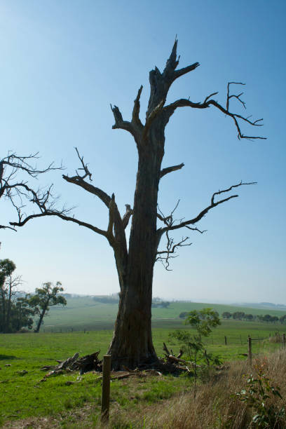 istock Stark Decaying Trees near Wilsons Promontory VIC Australia 954035940