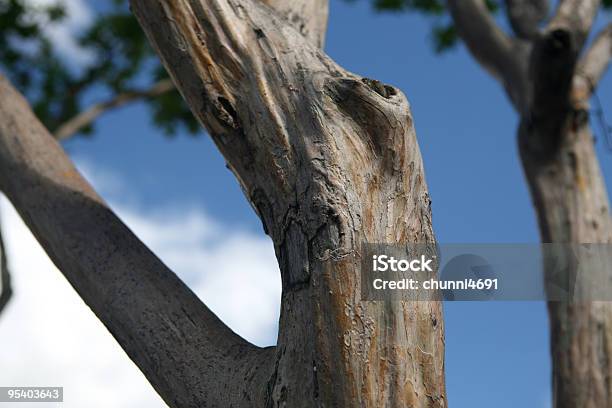 Trunk Stock Photo - Download Image Now - Blue, Color Image, Horizontal