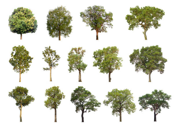 istock collections green tree isolated. green tree  isolated on white background. 954039566