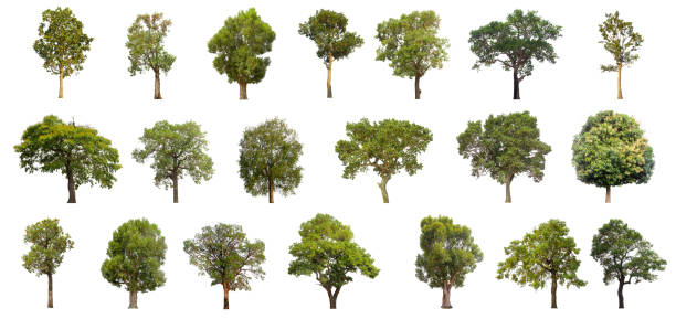 istock collections green tree isolated. green tree  isolated on white background. 954039658