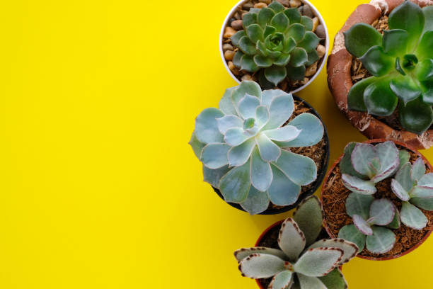 istock Succulent plants on yellow paper background with copy space 954039788