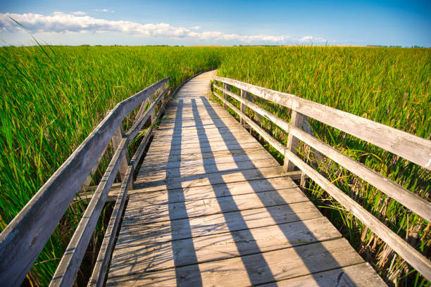 istock Wooden board walk on point Pelee conservation area, Ontario, Canada 954039882