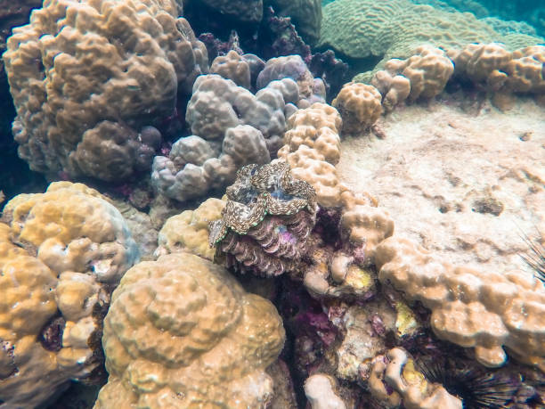 istock Underwater coral reef in thailand 954042530