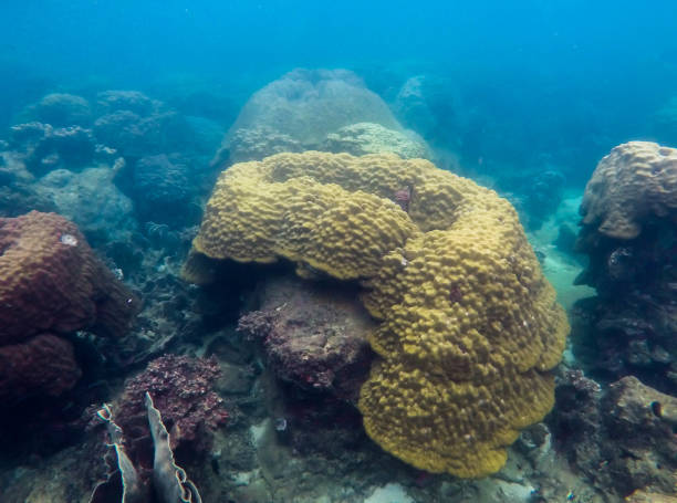 istock Underwater coral reef in thailand 954042594