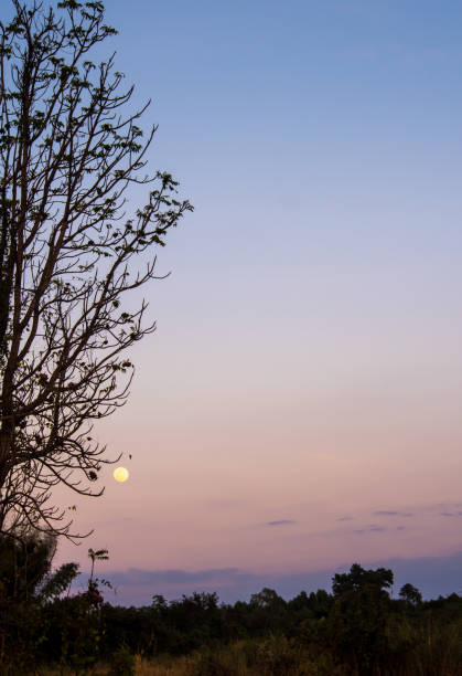 istock Silhouette tree and the full moon in the evening sky 954051930