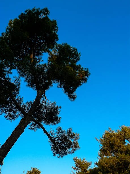 closeup of a tree in the city of Jerusalem in Israel