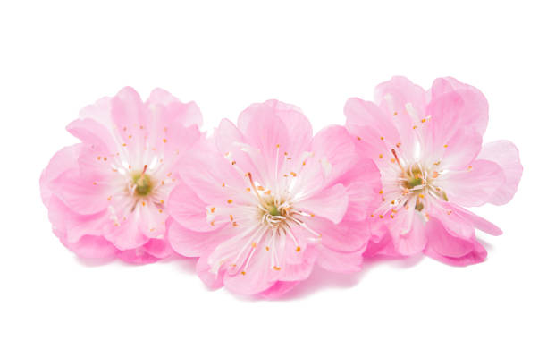 istock Blossoming branch of almond (PRUNUS TRILOBA) 954055116