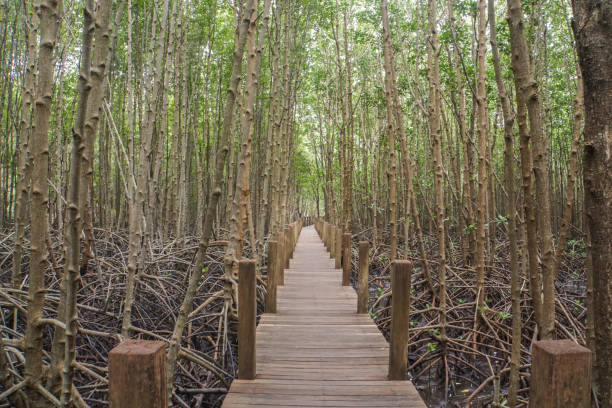 istock wooden walkway in mangrove forest for nature trails 954055458