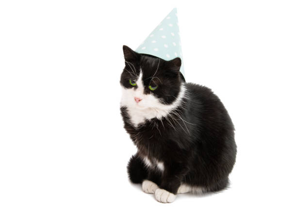 istock black and white cat isolated 954056886