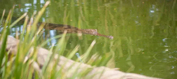 Freshwater crocodile outside during the daytime