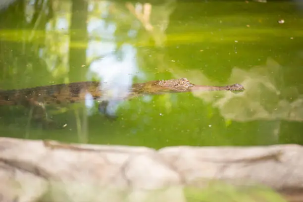 Freshwater crocodile outside during the daytime