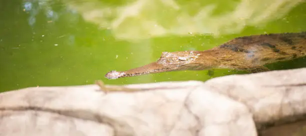 Freshwater crocodile outside during the daytime