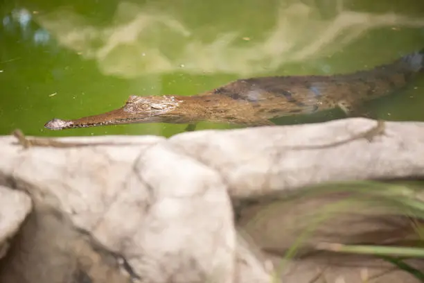 Freshwater crocodile outside during the daytime