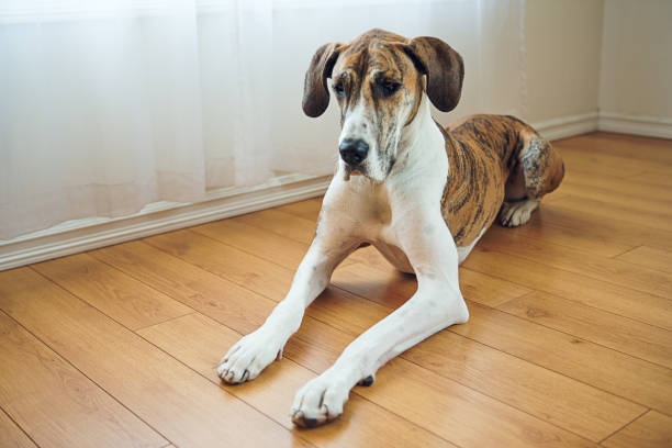 Brindle Great dane relaxing