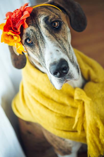 istock Big dog wearing yellow scarf 954064700