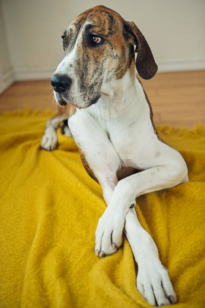istock Big dog laying on blanket 954064766