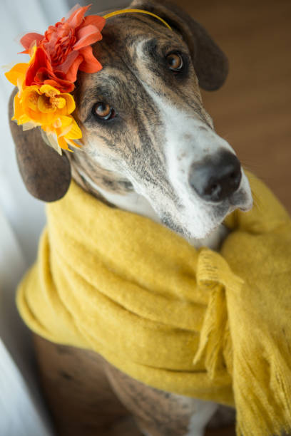 istock Big dog wearing yellow scarf 954064820