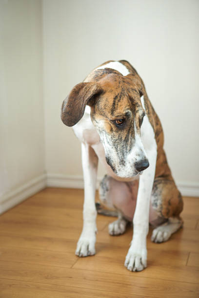 Scared brindle Great dane looking away