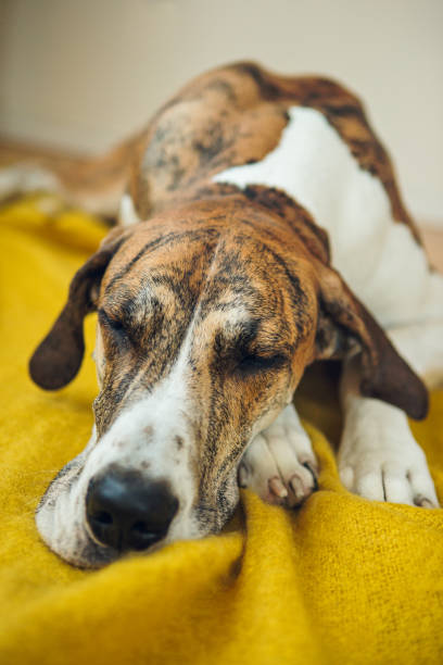 istock Big dog laying on blanket 954065084