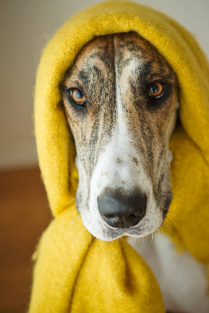 istock Big dog wearing yellow scarf 954065160