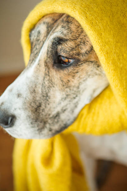 istock Big dog wearing yellow scarf 954065450