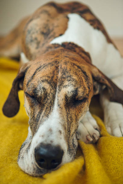 istock Big dog laying on blanket 954065584