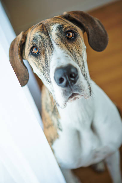 istock Big Orange dog portrait 954065620