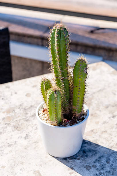 istock Closeup fresh green cactus in white ceramic pot for decoration on marble white table 954065682