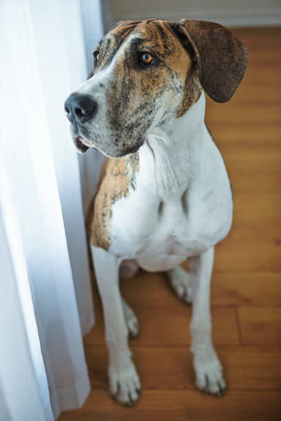 istock Big dog sitting on hardwood floor 954065726