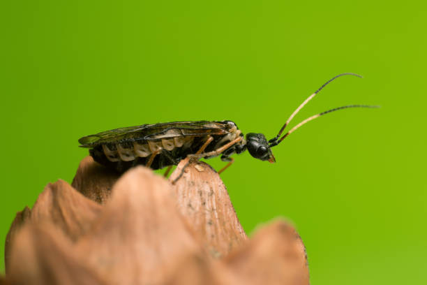 istock Leaf-rolling sawflie, Pamphiliidae on cone 954068740