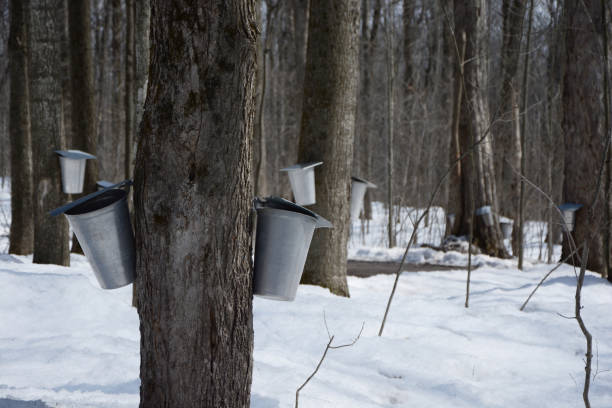 tiempo de choza de azúcar - maple syrup sugar shack fotografías e imágenes de stock