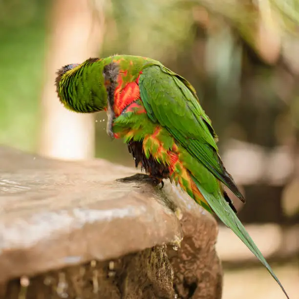 Rainbow lorikeets out in nature during the day.