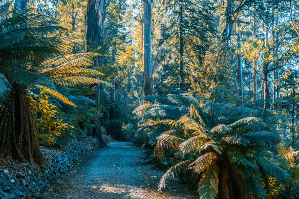 istock Empty footpath among ferns and eucalyptus trees. Australian nature 954070390