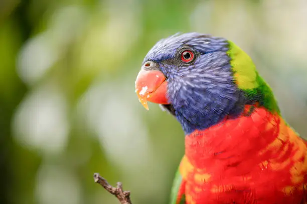 Rainbow lorikeets out in nature during the day.