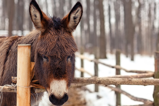 Sad donkey behind the fence in winter